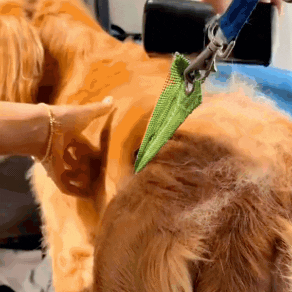 Groomy™ – Brosse anti-poils magique