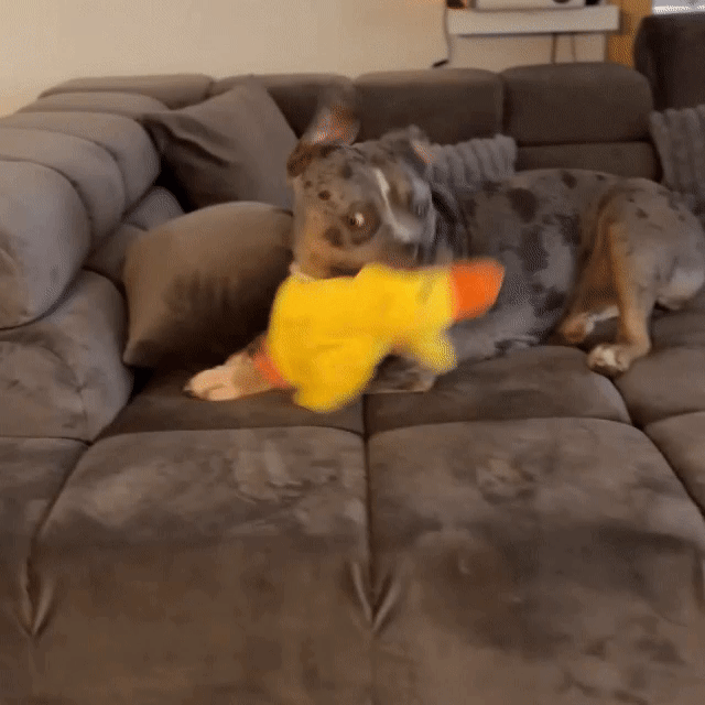 Ducky™ - Le canard anti-stress pour chien